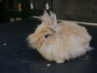 Pip