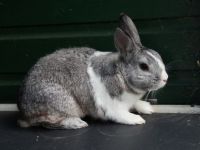 Pluis