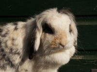 Pluis