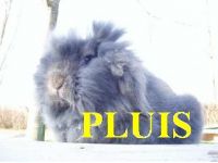 Pluis