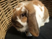 pluis