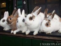 Pluisie,Flitsie,bruintie ,mars en Snickers