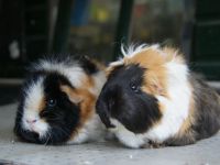 Pluisje & Snoepje