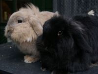 Pluis en Snuf