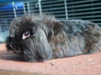 Pluis