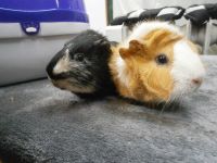 Popcorn & Lucky
