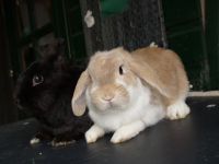 Punkie en King