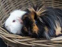 Punky & Lilly