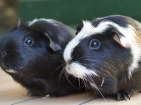 Punky & Twinkie