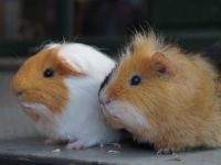 Roos & Brommer