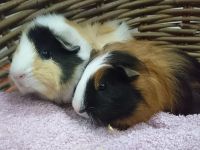 Roos & Kwebbel