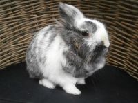 roosje