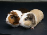 Bram en Sasja