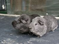 Silver en Shadow