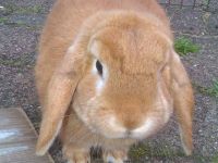 Skippy