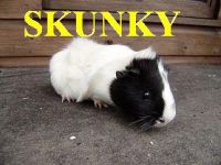 Skunky