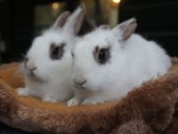 Snowy & Nala