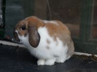 Snuf