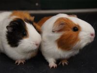 Snuf en Snuitje