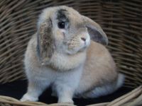 Snuffie