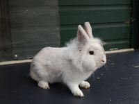 Snuffie