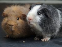 Snuitje en Fluffy