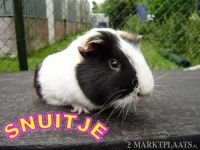 Snuitje