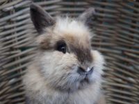 Sopje