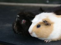 Stekel en Speedy