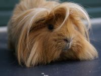 Swiffer