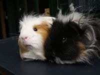 Takel en Jasmine