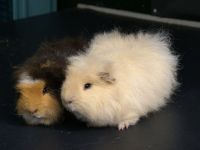 Beertje en Teddy