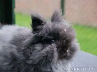 Teddy