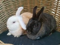 timmie & dicky