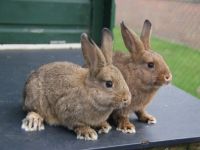 2 jongen