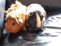 2 cavia's