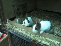 3 jonge vrouwtjes