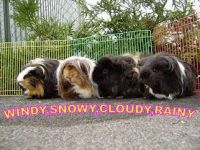 Windy, Snowy, Cloudy en Rainy