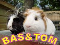 Bas en Tom