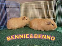 Bennie en Benno