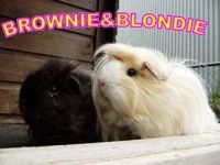 Brownie en Blondie