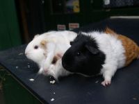 3 dames cavia's