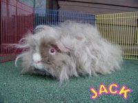 Jack