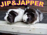 Jip en Japper