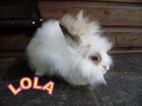 Lola