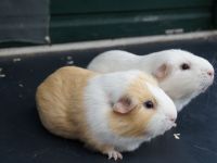 Tommie & Felix