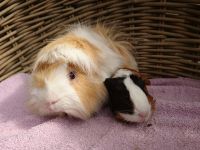 Tommie & Pino