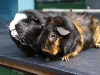 Tuttebel en Fluffy