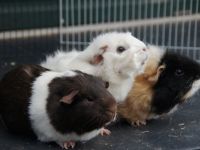 Whitney & Marley & Shirley