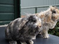 Pluis en Woezel